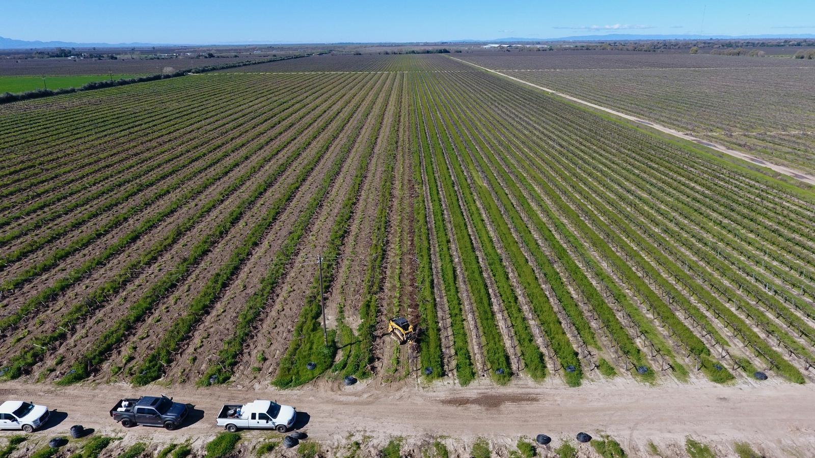Drone view of a large vineyard block with work trucks parked along the field road and a skid steer pulling vines