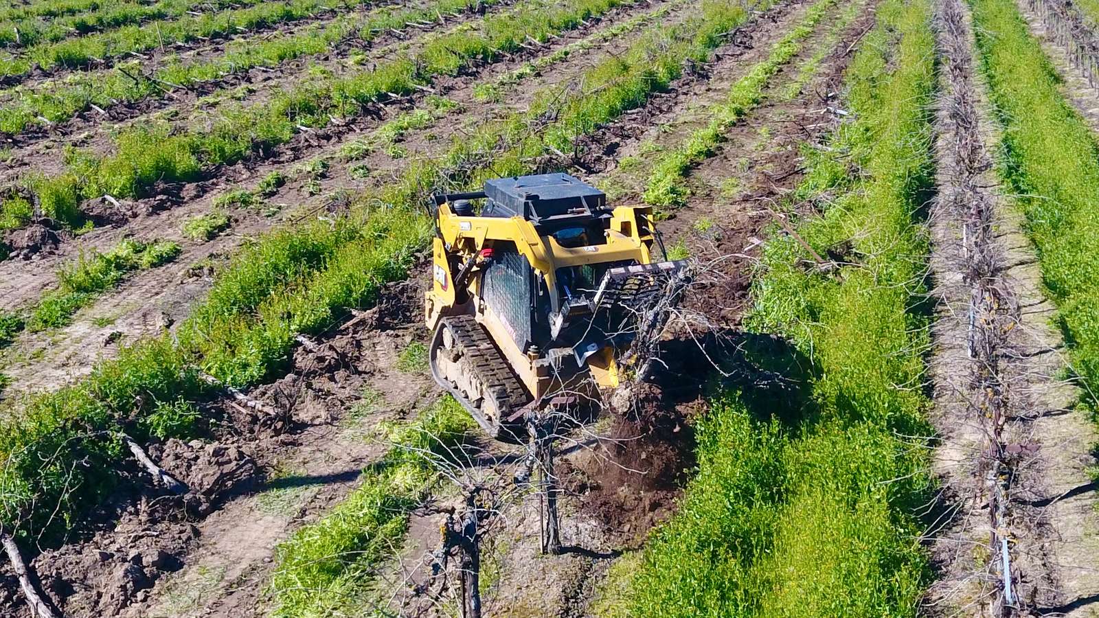 Skid steer pulling a grapevine from a row, with the old trunk and roots coming out of the soil