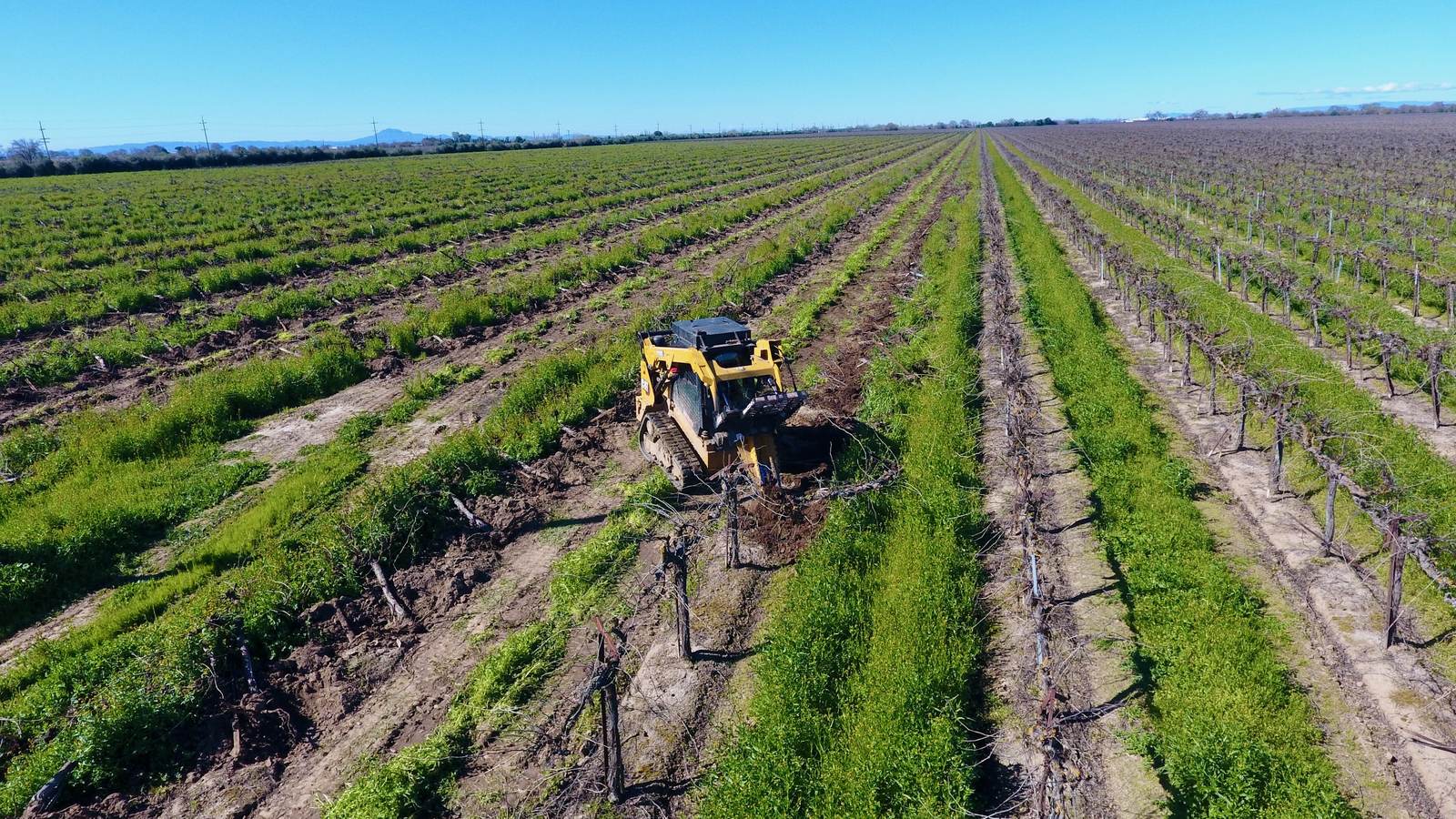 Aerial view of a skid steer clearing vine rows in a large Central Valley vineyard under a blue sky