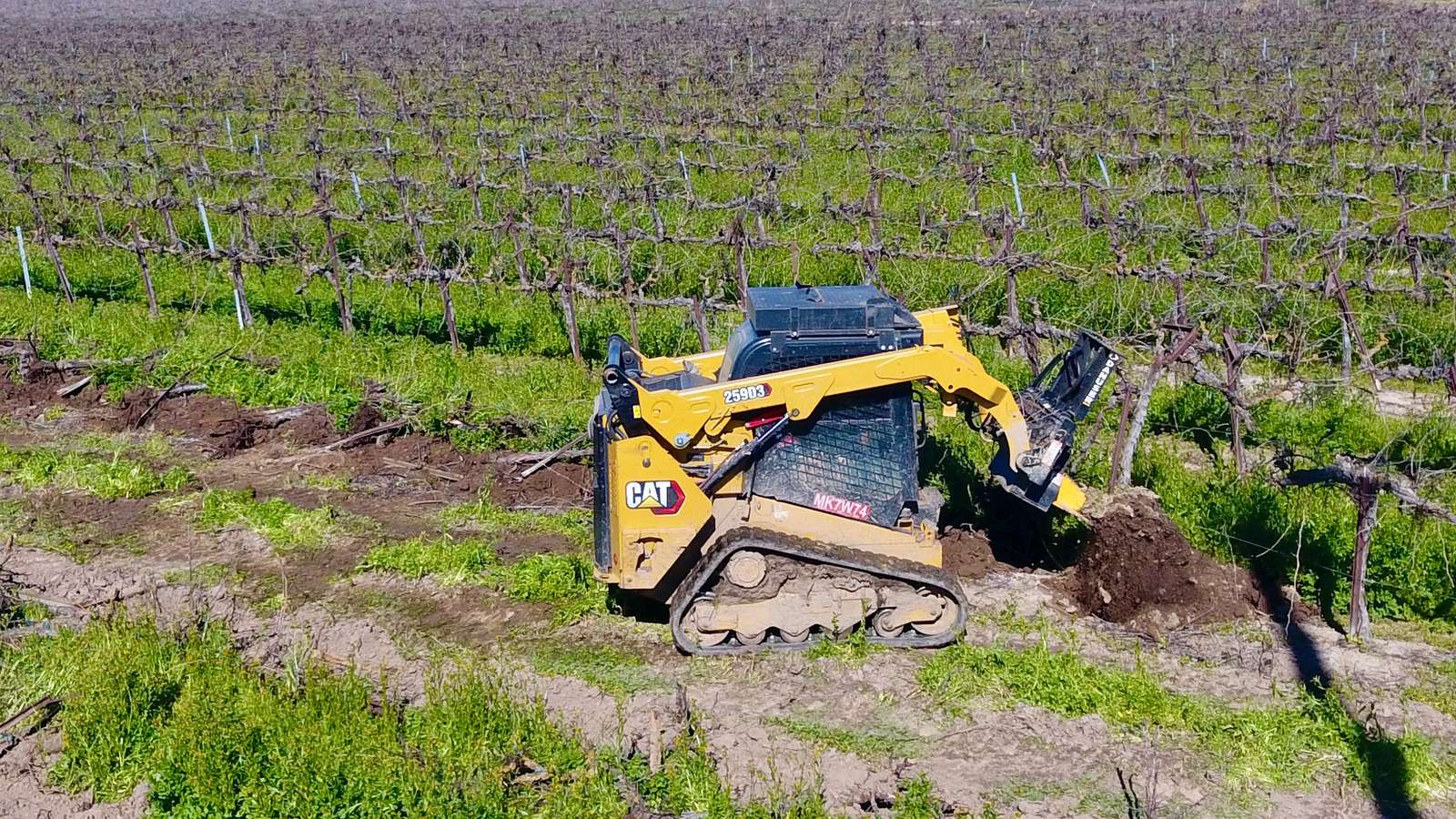Tracked skid steer with a vine puller pulling an old grapevine out of the row, roots and all