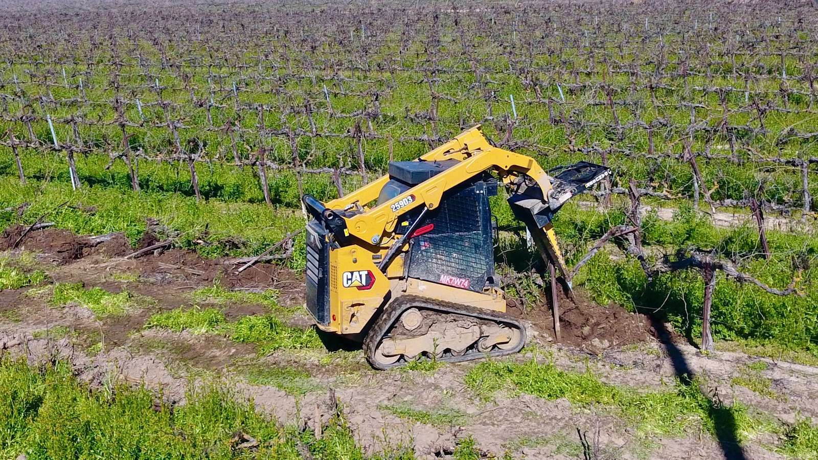 Skid steer with a vine puller gripping a grapevine trunk in a dormant vineyard